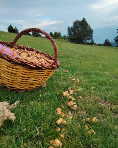 Cistella de bolets recollits als prats del poble